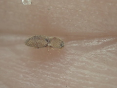Rismethus squamiger