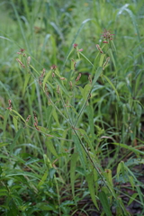 Acalypha villicaulis