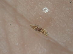 Rismethus squamiger