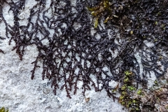 Frullania fragilifolia