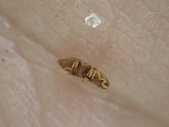 Rismethus squamiger