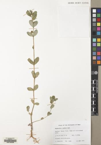 Euphorbia indica