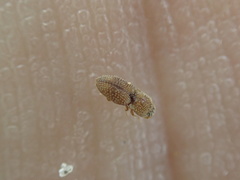 Rismethus squamiger
