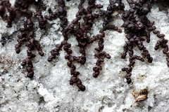 Frullania fragilifolia