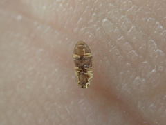 Rismethus squamiger