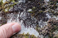 Frullania fragilifolia