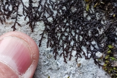 Frullania fragilifolia