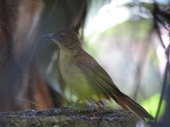 Chlorocichla flaviventris flaviventris