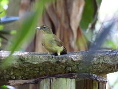 Chlorocichla flaviventris flaviventris