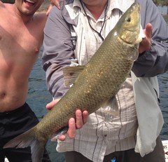 Luciobarbus microcephalus