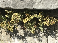 Asplenium ruta-muraria