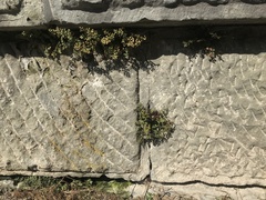 Asplenium ruta-muraria