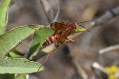 Pompilidae