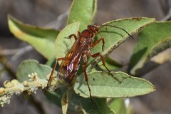 Pompilidae