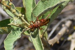 Pompilidae
