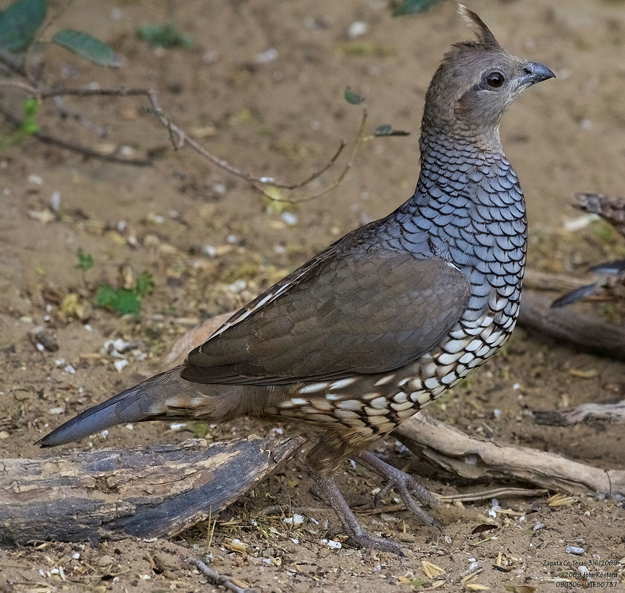 Scaled Quail (Callipepla squamata)