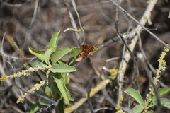 Pompilidae