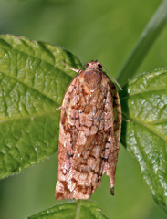 Archips oporana