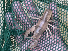 Cambarus striatus