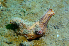 Microcosmus sabatieri