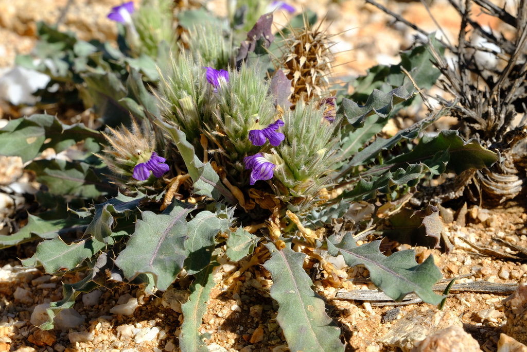 Diamond Spikeviolet