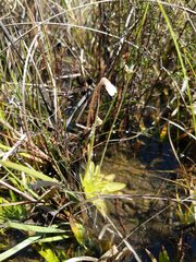 Pinguicula ionantha