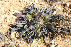 Acanthopsis adamanticola image