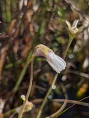 Pinguicula ionantha