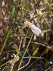 Pinguicula ionantha