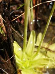 Pinguicula ionantha