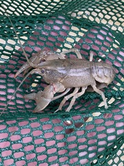 Cambarus striatus