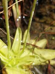 Pinguicula ionantha