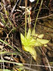 Pinguicula ionantha