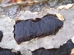 Biscogniauxia mediterranea