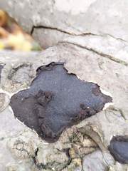 Biscogniauxia mediterranea