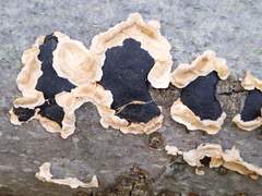Biscogniauxia mediterranea