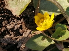Ficaria verna