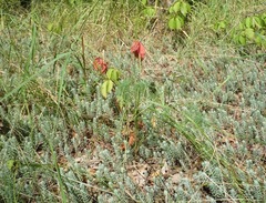 Petrosedum orientale