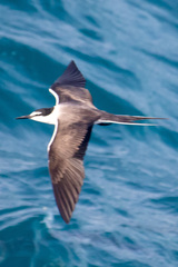 Onychoprion anaethetus