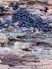 Rosellinia subiculata