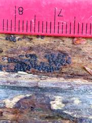 Rosellinia subiculata