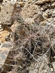 Grusonia grahamii