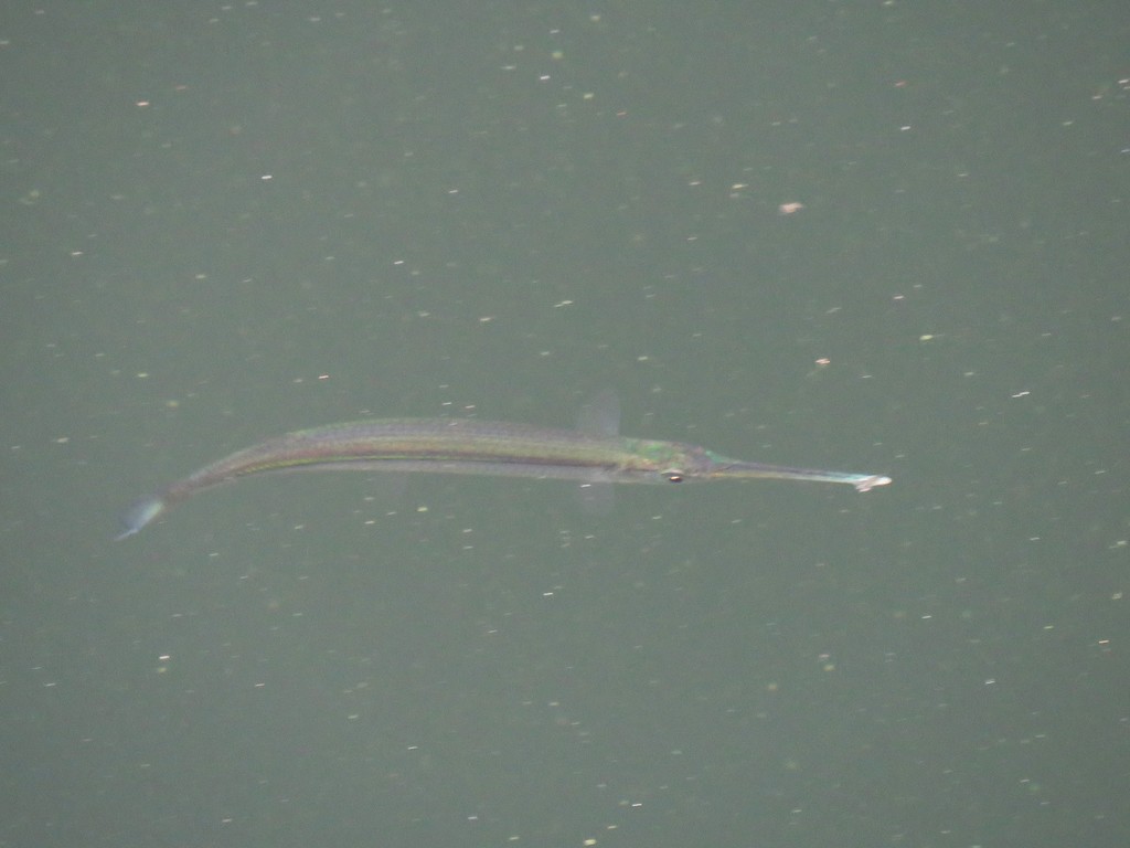 Central American Halfbeak