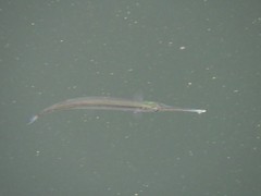 Central American Halfbeak photo 1