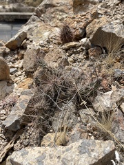 Grusonia grahamii