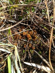 Sphagnum perichaetiale