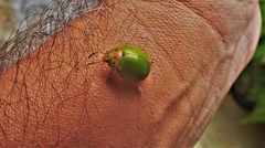 Platyphora albovirens