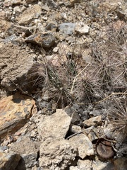 Grusonia grahamii