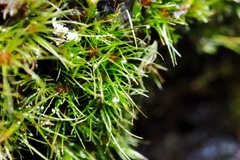 Pleuridium acuminatum