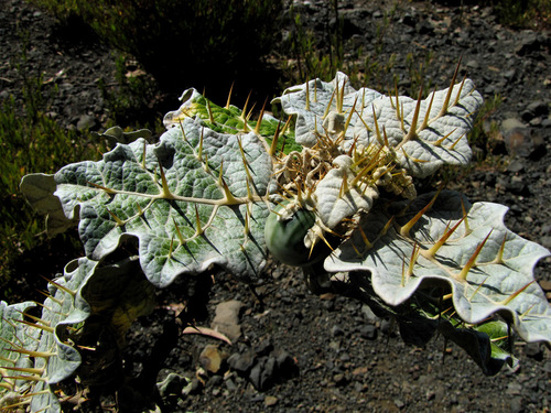 white-margined nightshade